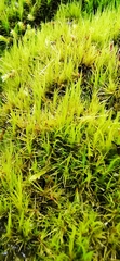 Paraleucobryum longifolium