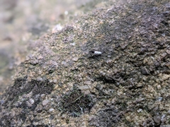 Bibionidae