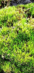 Paraleucobryum longifolium