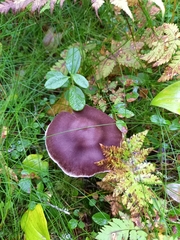 Cortinarius evernius