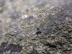 Bibionidae