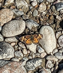 Phyciodes tharos orantain