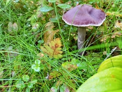 Cortinarius evernius