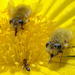 Corsomyza - Photo 由 Richard Adcock 所上傳的 (c) Richard Adcock，保留部份權利CC BY-NC