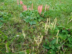 Clavaria rosea