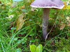 Cortinarius evernius