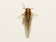 Muellerianella laminalis