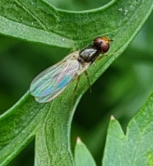 Chamaepsila