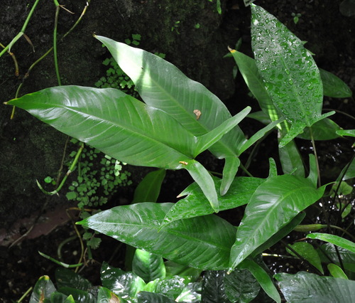Anubias gilletii
