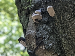 Fungi