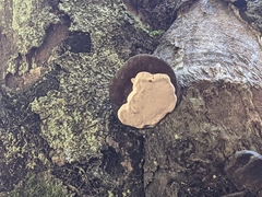 Fungi