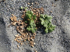 Glehnia littoralis leiocarpa
