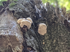 Fungi