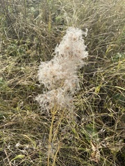 Clematis lathyrifolia