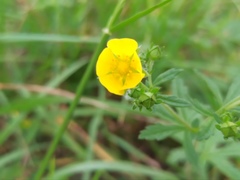 Potentilla