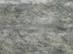 Salmo trutta