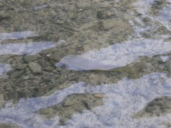 Salmo trutta