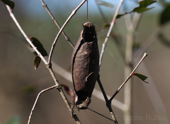 Gonogramma