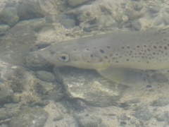 Salmo trutta