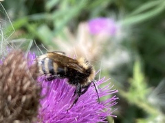 Bombus borealis