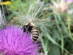 Bombus borealis