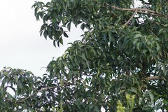 Searsia chirindensis