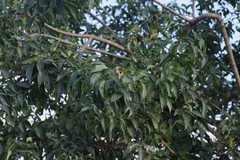 Searsia chirindensis