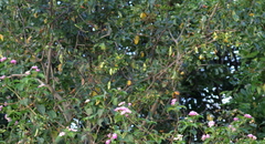 Dalbergia obovata