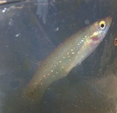 Fundulus chrysotus