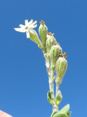 Silene crassifolia