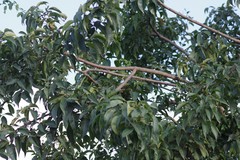 Searsia chirindensis