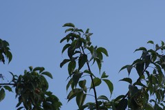 Searsia chirindensis