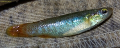 Fundulus chrysotus