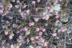 Erica similis