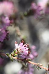 Erica similis