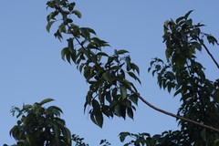 Searsia chirindensis