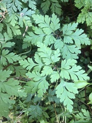 Geranium robertianum