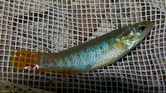 Fundulus chrysotus