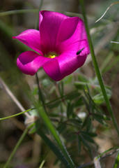 Oxalis heterophylla