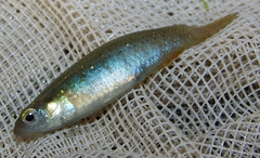 Fundulus chrysotus