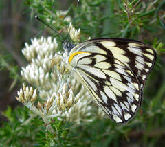 Belenois gidica abyssinica
