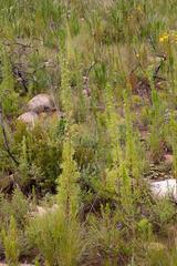 Cliffortia phillipsii