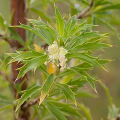 Cliffortia phillipsii