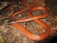 Drepanoides anomalus