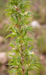 Cliffortia phillipsii