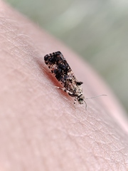 Selenodes karelica