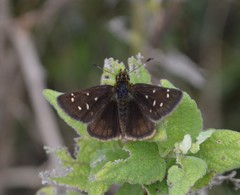 Piruna cyclosticta