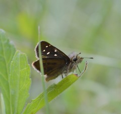 Piruna cyclosticta