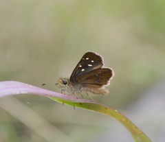 Piruna cyclosticta