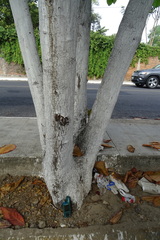 Terminalia kaernbachii